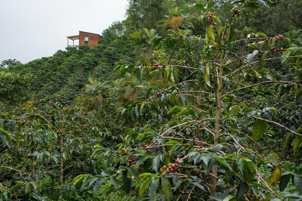 Coffee & Adventure Hotel By La Palma Y El Tucan Zipacon 외부 사진
